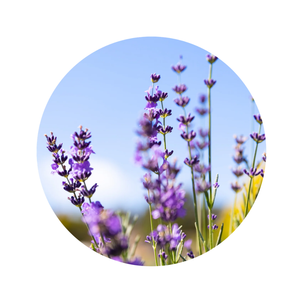 Jurlique Lavender Body Oil 100mL