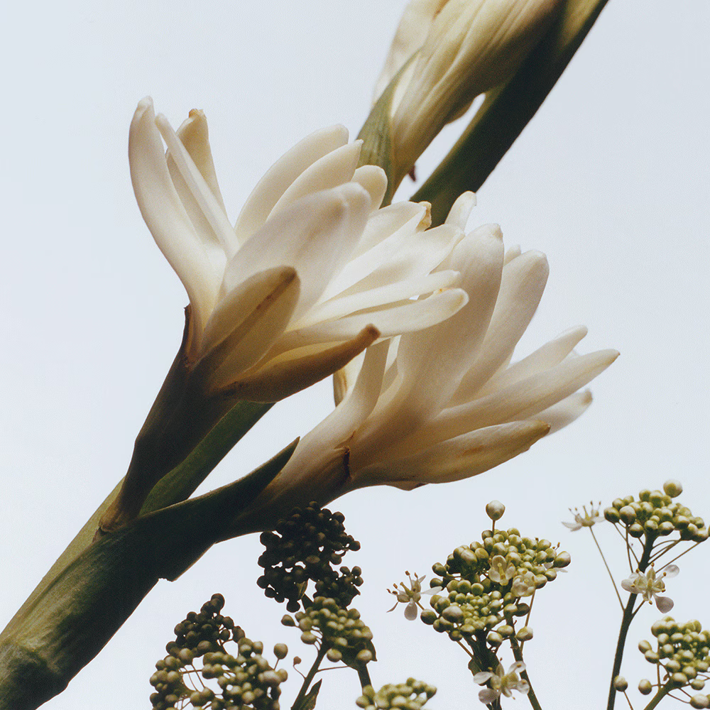 Jo Malone London Body Creme 200mL - Tuberose Angelica