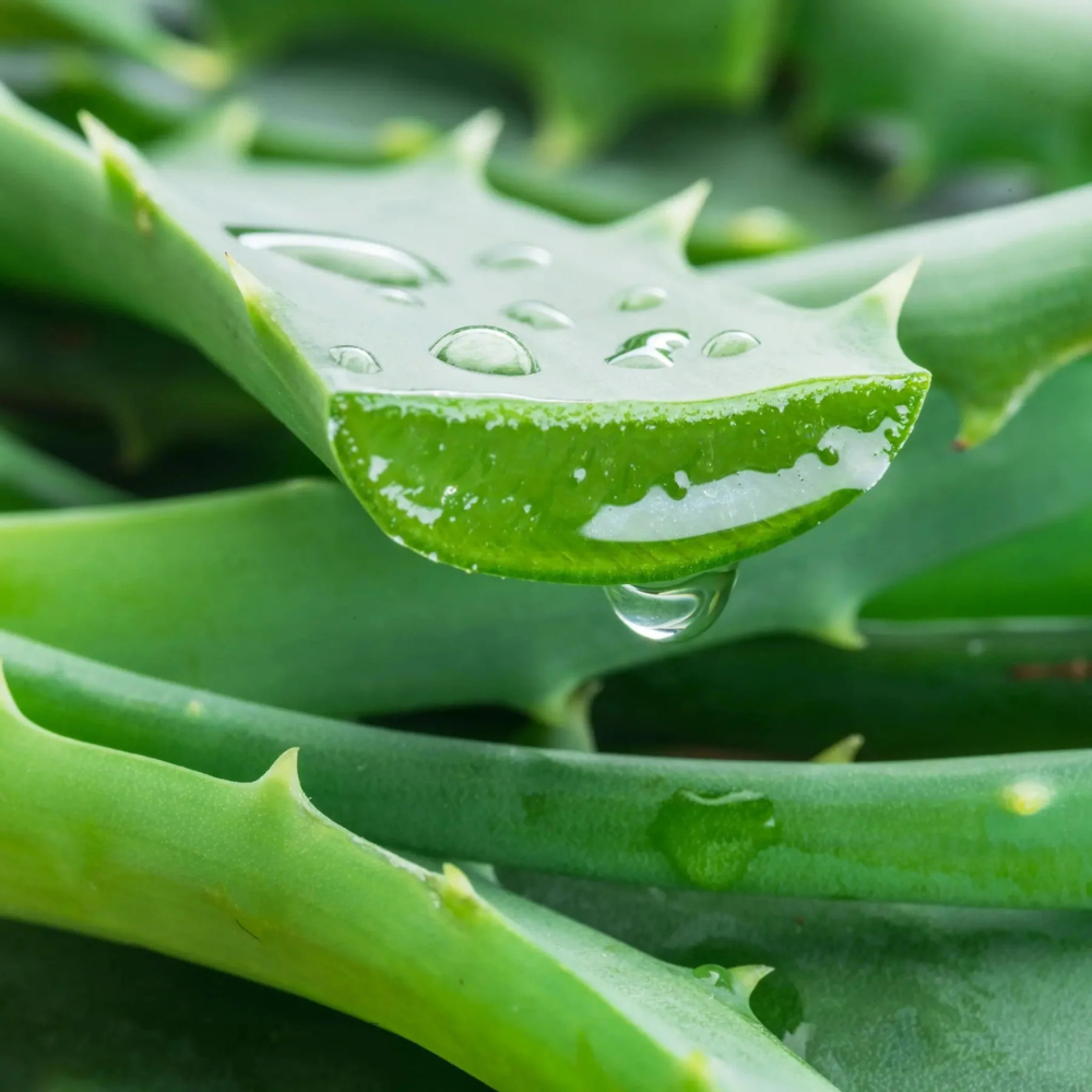 Jurlique Aloe Vera Hand Cream 100mL